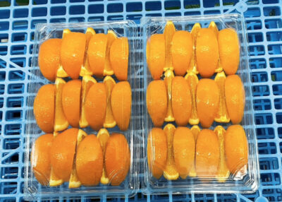 業務用 オレンジの写真